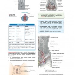 CompacTus K.Doğum Hızlı Tekrar