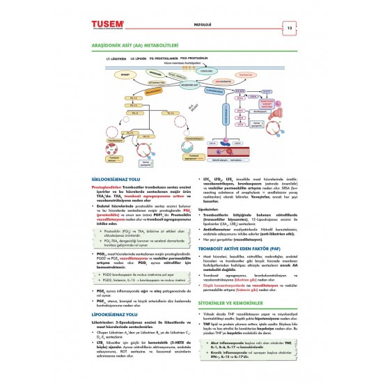 CompacTus Patoloji Hızlı Tekrar