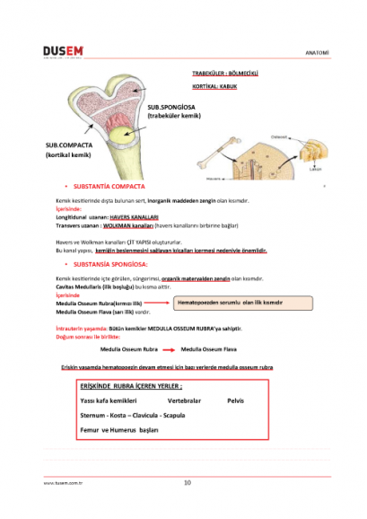 Görsel anatomi ve fizyoloji 3. baskı pdf indir